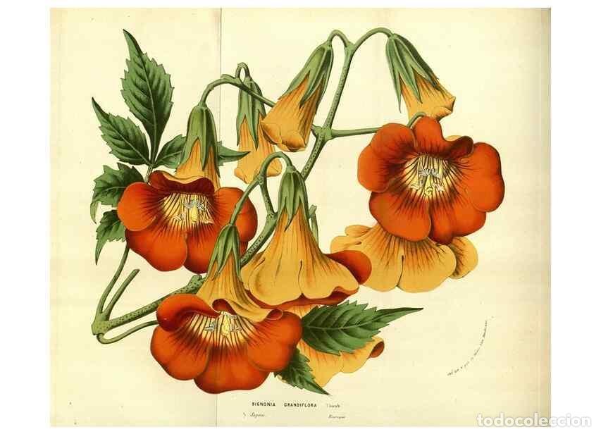 Collectionnisme de Revues et Journaux: Reproducci&oacute;n/Reproduction 49583703128: Flore des serres et des jardins de l'Europe. A Gand :chez Lou