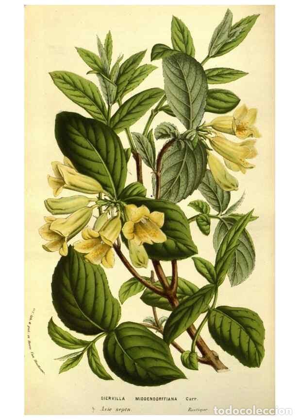 Collectionnisme de Revues et Journaux: Reproducci&oacute;n/Reproduction 49583706598: Flore des serres et des jardins de l'Europe. A Gand :chez Lou