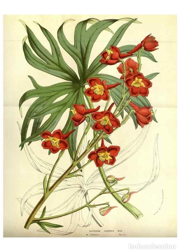 Collectionnisme de Revues et Journaux: Reproducci&oacute;n/Reproduction 49584429812: Flore des serres et des jardins de l'Europe. A Gand :chez Lou