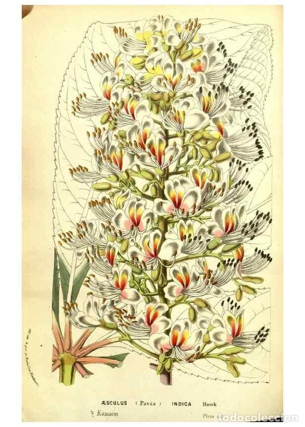 Collectionnisme de Revues et Journaux: Reproducci&oacute;n/Reproduction 49587605496: Flore des serres et des jardins de l'Europe. A Gand :chez Lou