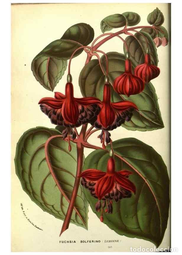 Collectionnisme de Revues et Journaux: Reproducci&oacute;n/Reproduction 49587112163: Flore des serres et des jardins de l'Europe. A Gand :chez Lou