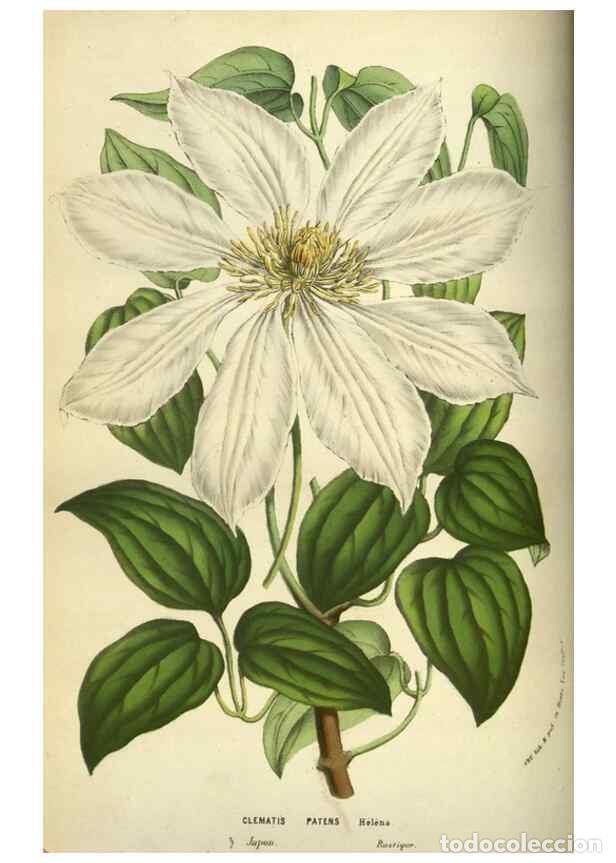 Collectionnisme de Revues et Journaux: Reproducci&oacute;n/Reproduction 49583701008: Flore des serres et des jardins de l'Europe. A Gand :chez Lou