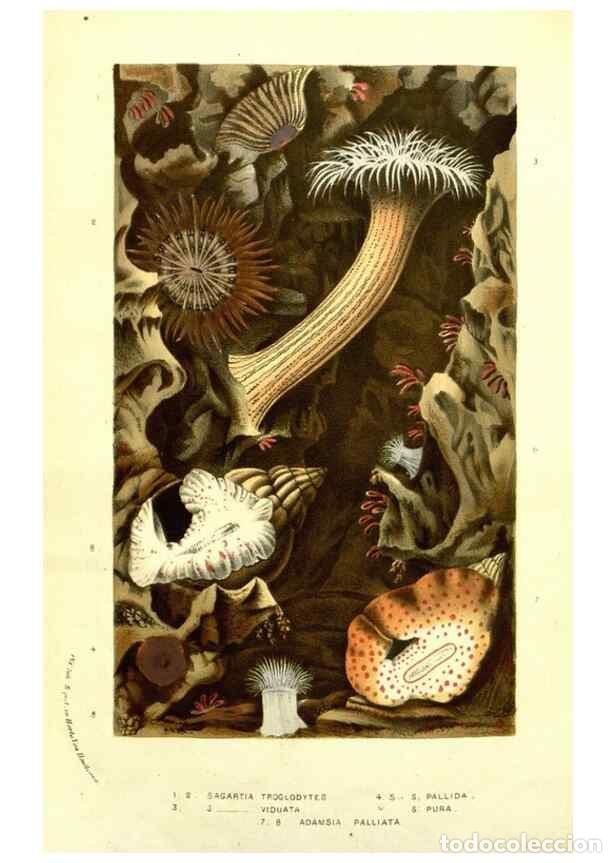 Collectionnisme de Revues et Journaux: Reproducci&oacute;n/Reproduction 49587607496: Flore des serres et des jardins de l'Europe. A Gand :chez Lou