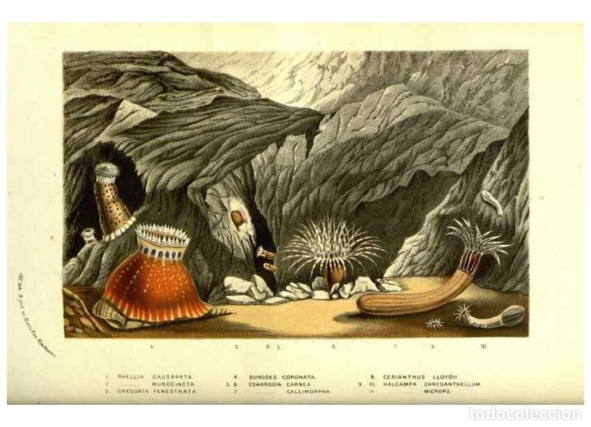 Collectionnisme de Revues et Journaux: Reproducci&oacute;n/Reproduction 49587113018: Flore des serres et des jardins de l'Europe. A Gand :chez Lou