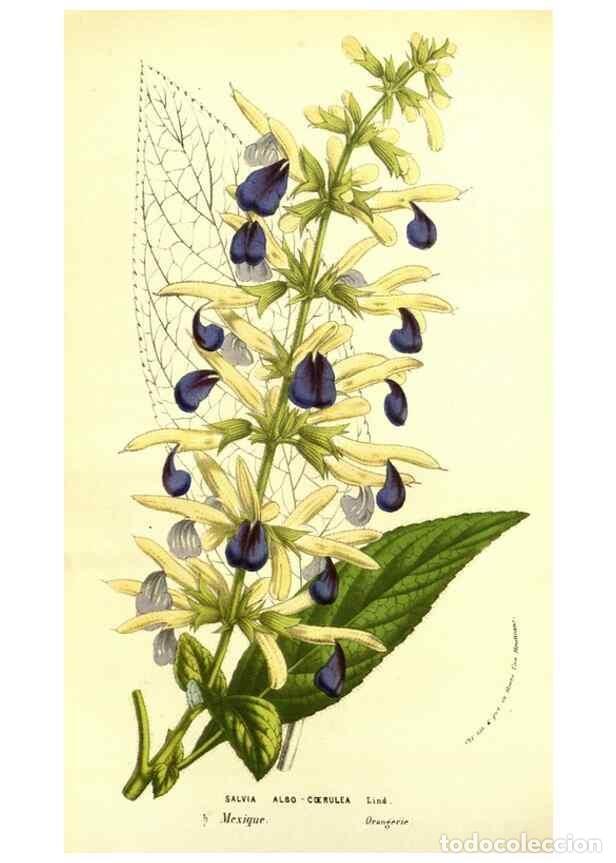 Collectionnisme de Revues et Journaux: Reproducci&oacute;n/Reproduction 49587845622: Flore des serres et des jardins de l'Europe. A Gand :chez Lou