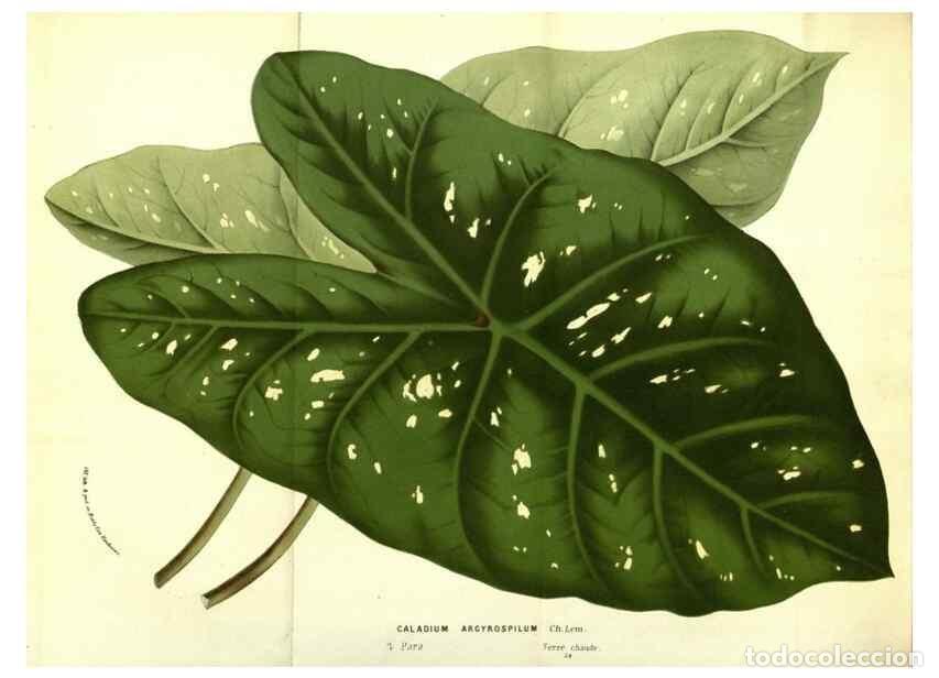 Collectionnisme de Revues et Journaux: Reproducci&oacute;n/Reproduction 49587603676: Flore des serres et des jardins de l'Europe. A Gand :chez Lou