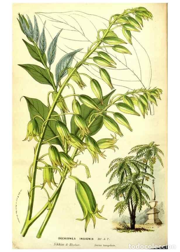 Collectionnisme de Revues et Journaux: Reproducci&oacute;n/Reproduction 49587601156: Flore des serres et des jardins de l'Europe. A Gand :chez Lou