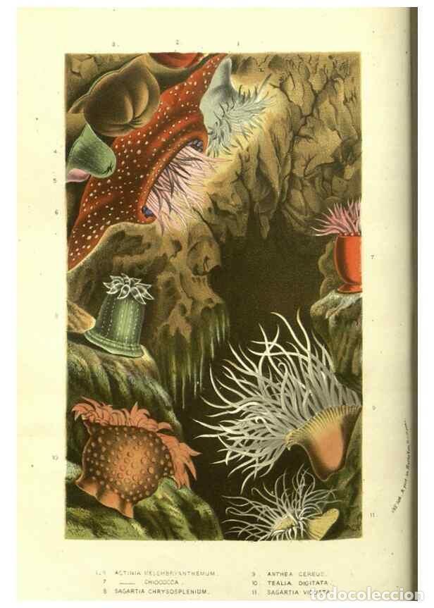 Collectionnisme de Revues et Journaux: Reproducci&oacute;n/Reproduction 49587608251: Flore des serres et des jardins de l'Europe. A Gand :chez Lou