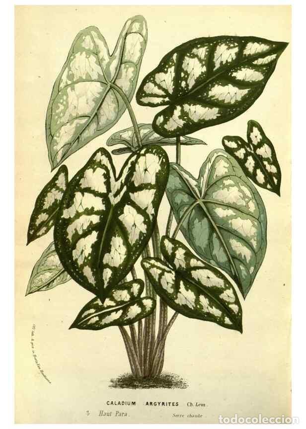 Collectionnisme de Revues et Journaux: Reproducci&oacute;n/Reproduction 49587846707: Flore des serres et des jardins de l'Europe. A Gand :chez Lou