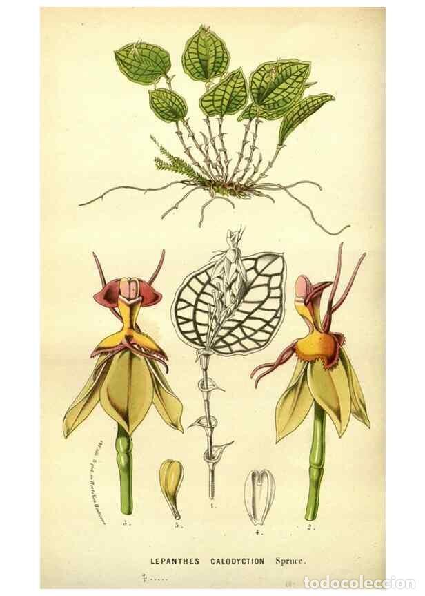 Collection Magazines and Newspapers: Reproducci&oacute;n/Reproduction 49587641493: Flore des serres et des jardins de l'Europe. A Gand :chez Lou