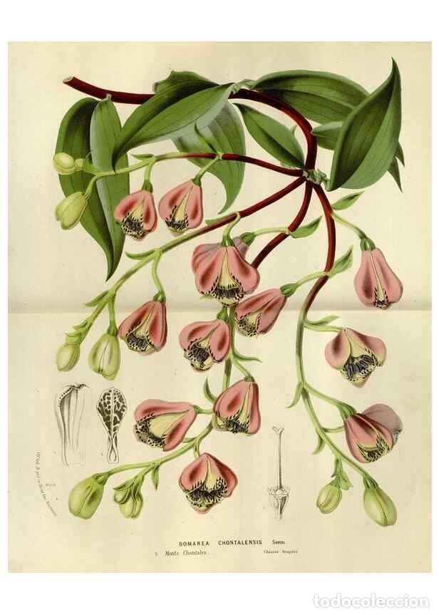 Collection Magazines and Newspapers: Reproducci&oacute;n/Reproduction 49588507922: Flore des serres et des jardins de l'Europe. A Gand :chez Lou