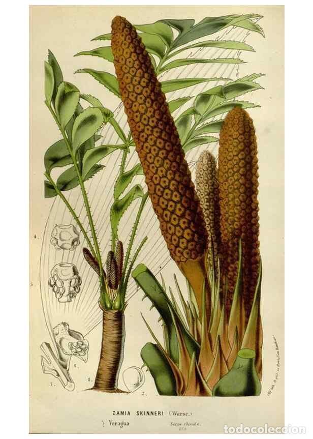 Collection Magazines and Newspapers: Reproducci&oacute;n/Reproduction 49588515702: Flore des serres et des jardins de l'Europe. A Gand :chez Lou