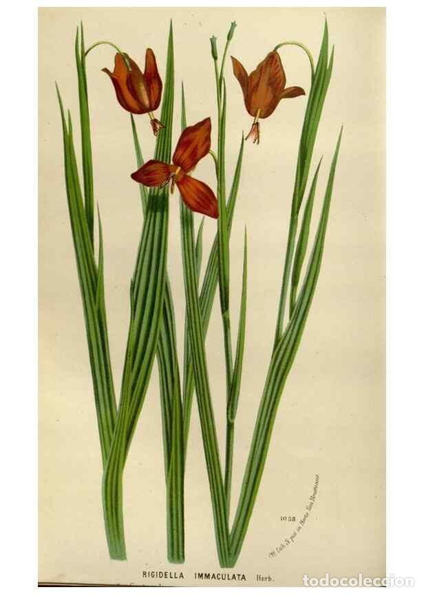 Collection Magazines and Newspapers: Reproducci&oacute;n/Reproduction 49588273951: Flore des serres et des jardins de l'Europe. A Gand :chez Lou