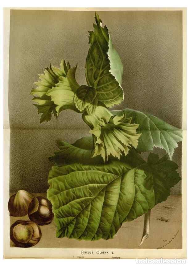 Collection Magazines and Newspapers: Reproducci&oacute;n/Reproduction 49588519147: Flore des serres et des jardins de l'Europe. A Gand :chez Lou