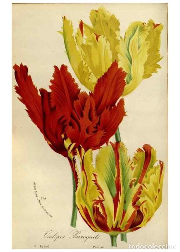 Collection Magazines and Newspapers: Reproducci&oacute;n/Reproduction 49588271741: Flore des serres et des jardins de l'Europe. A Gand :chez Lou