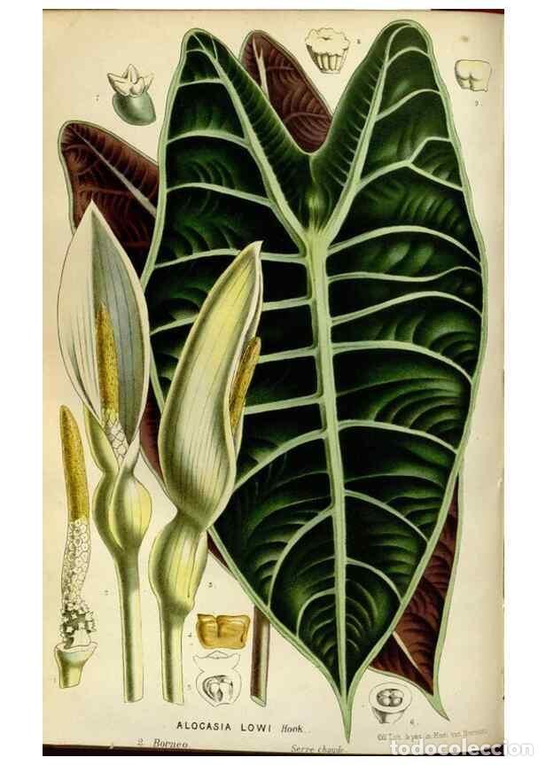 Collection Magazines and Newspapers: Reproducci&oacute;n/Reproduction 49587775733: Flore des serres et des jardins de l'Europe. A Gand :chez Lou