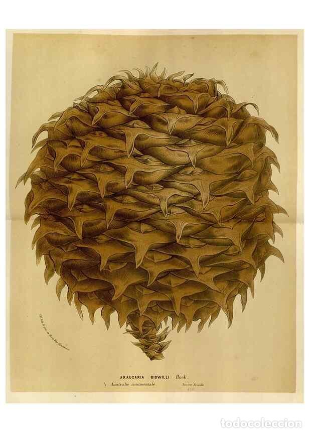 Collection Magazines and Newspapers: Reproducci&oacute;n/Reproduction 49588518807: Flore des serres et des jardins de l'Europe. A Gand :chez Lou