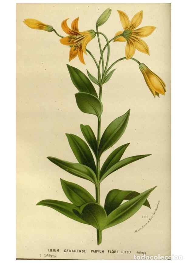 Collection Magazines and Newspapers: Reproducci&oacute;n/Reproduction 49587773088: Flore des serres et des jardins de l'Europe. A Gand :chez Lou