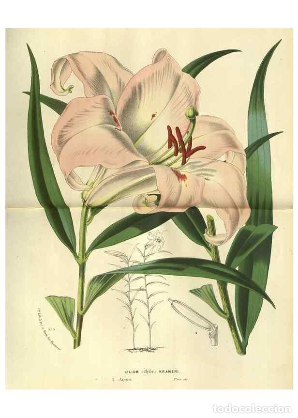 Collection Magazines and Newspapers: Reproducci&oacute;n/Reproduction 49588119576: Flore des serres et des jardins de l'Europe. A Gand :chez Lou