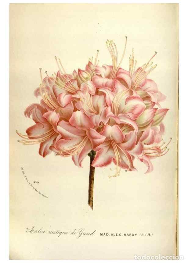 Collection Magazines and Newspapers: Reproducci&oacute;n/Reproduction 49588057351: Flore des serres et des jardins de l'Europe. A Gand :chez Lou