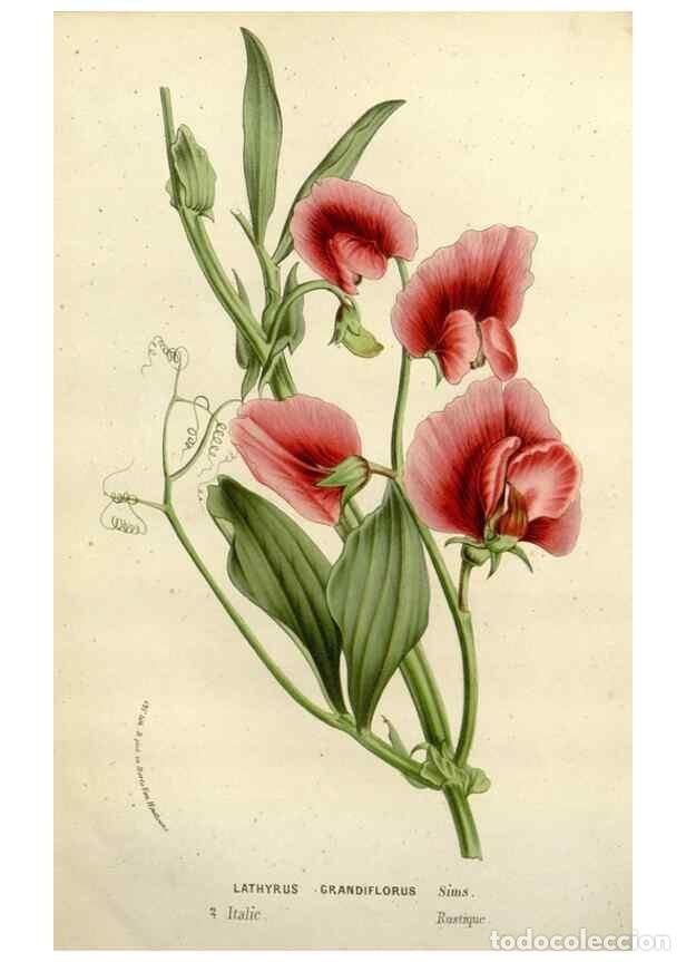 Collectionnisme de Revues et Journaux: Reproducci&oacute;n/Reproduction 49587880188: Flore des serres et des jardins de l'Europe. A Gand :chez Lou