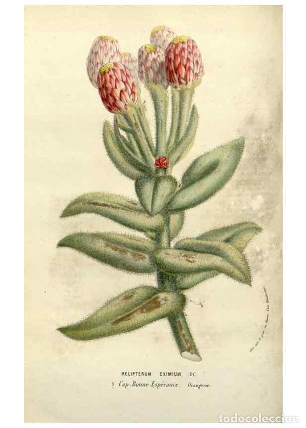 Collectionnisme de Revues et Journaux: Reproducci&oacute;n/Reproduction 49587874123: Flore des serres et des jardins de l'Europe. A Gand :chez Lou