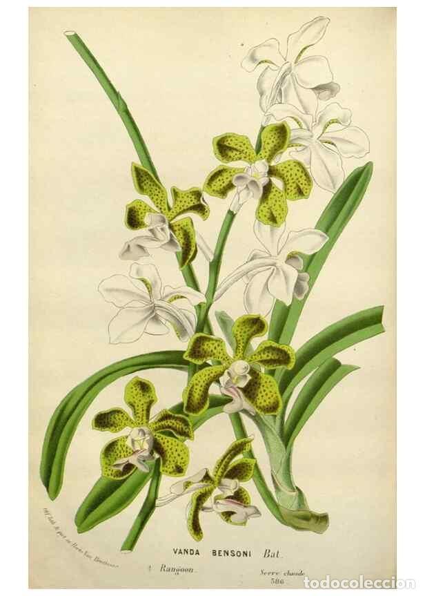 Collectionnisme de Revues et Journaux: Reproducci&oacute;n/Reproduction 49587879753: Flore des serres et des jardins de l'Europe. A Gand :chez Lou