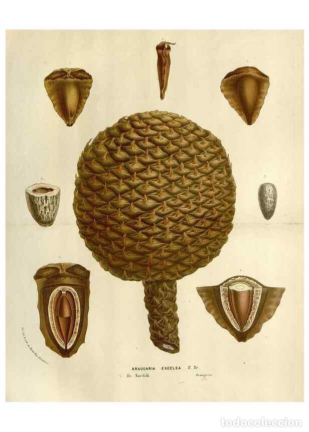 Collectionnisme de Revues et Journaux: Reproducci&oacute;n/Reproduction 49588608787: Flore des serres et des jardins de l'Europe. A Gand :chez Lou