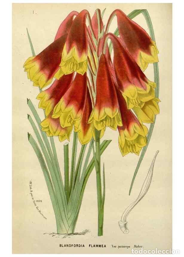 Collectionnisme de Revues et Journaux: Reproducci&oacute;n/Reproduction 49588367061: Flore des serres et des jardins de l'Europe. A Gand :chez Lou