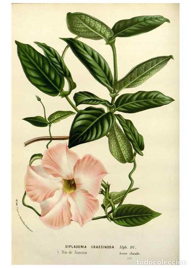 Collectionnisme de Revues et Journaux: Reproducci&oacute;n/Reproduction 49587873408: Flore des serres et des jardins de l'Europe. A Gand :chez Lou