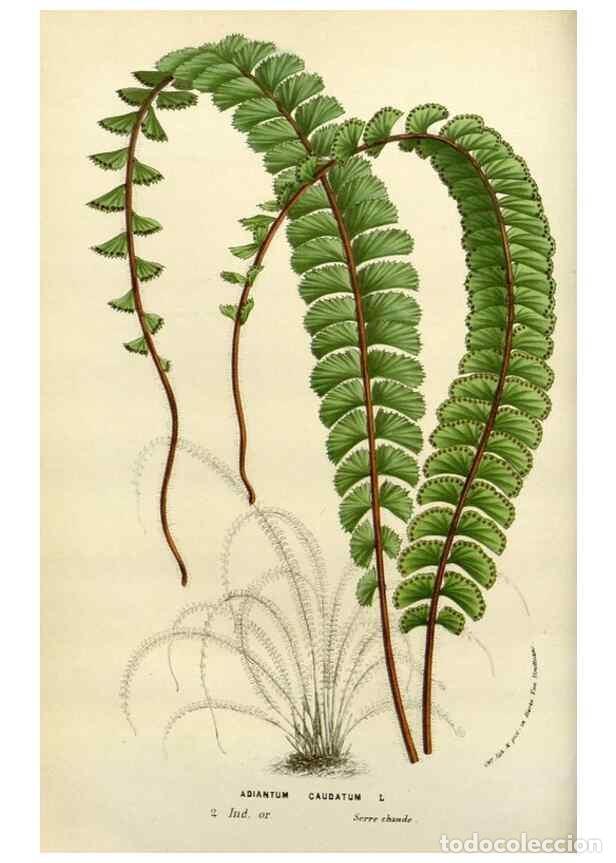 Collectionnisme de Revues et Journaux: Reproducci&oacute;n/Reproduction 49588362276: Flore des serres et des jardins de l'Europe. A Gand :chez Lou