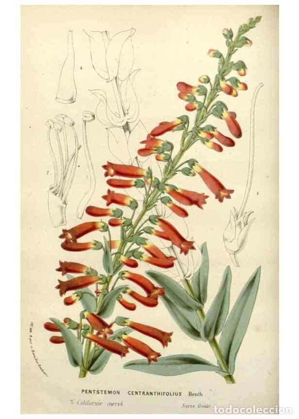 Collectionnisme de Revues et Journaux: Reproducci&oacute;n/Reproduction 49588365216: Flore des serres et des jardins de l'Europe. A Gand :chez Lou