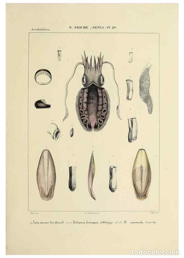 Collectionnisme de Revues et Journaux: Reproducci&oacute;n/Reproduction 49434455743: Histoire naturelle, g&eacute;n&eacute;rale et particuli&egrave;re des c&eacute;phalopodes
