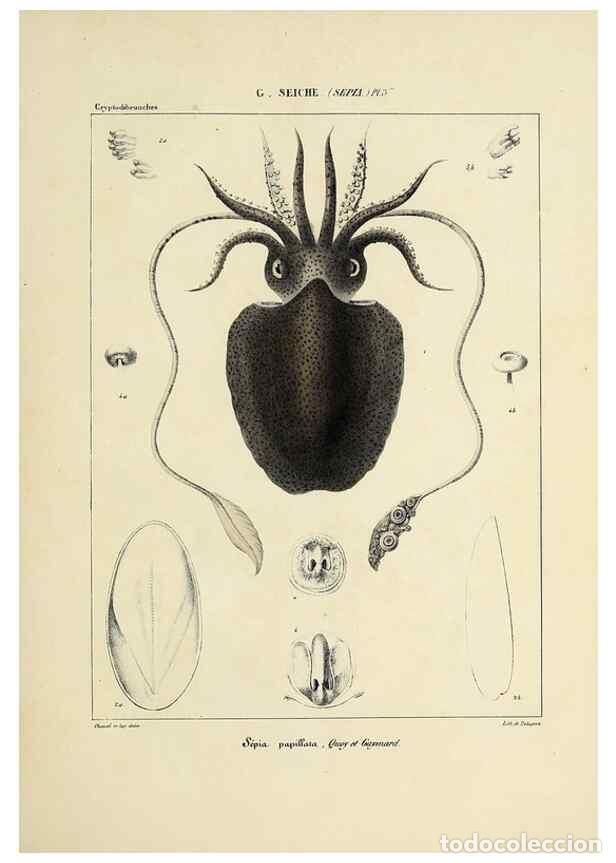 Collectionnisme de Revues et Journaux: Reproducci&oacute;n/Reproduction 49434449393: Histoire naturelle, g&eacute;n&eacute;rale et particuli&egrave;re des c&eacute;phalopodes