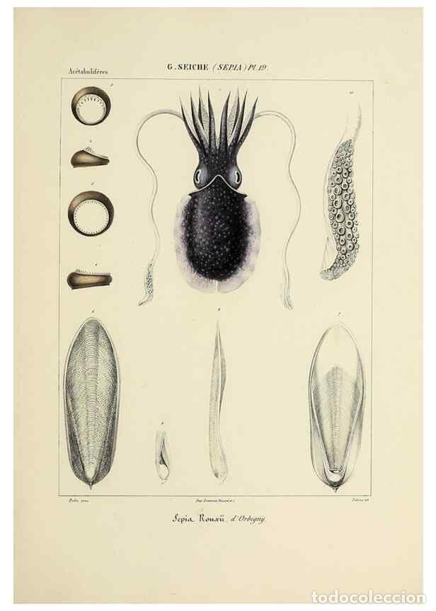 Collectionnisme de Revues et Journaux: Reproducci&oacute;n/Reproduction 49434929651: Histoire naturelle, g&eacute;n&eacute;rale et particuli&egrave;re des c&eacute;phalopodes