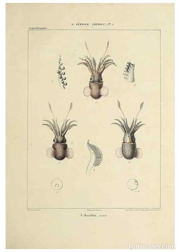 Collectionnisme de Revues et Journaux: Reproducci&oacute;n/Reproduction 49434920626: Histoire naturelle, g&eacute;n&eacute;rale et particuli&egrave;re des c&eacute;phalopodes