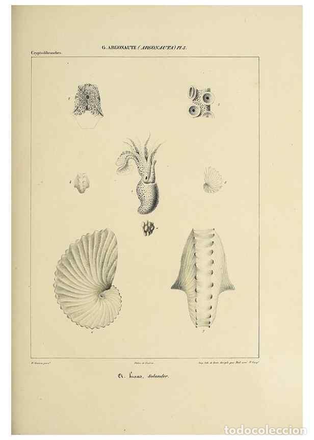 Collectionnisme de Revues et Journaux: Reproducci&oacute;n/Reproduction 49434917031: Histoire naturelle, g&eacute;n&eacute;rale et particuli&egrave;re des c&eacute;phalopodes