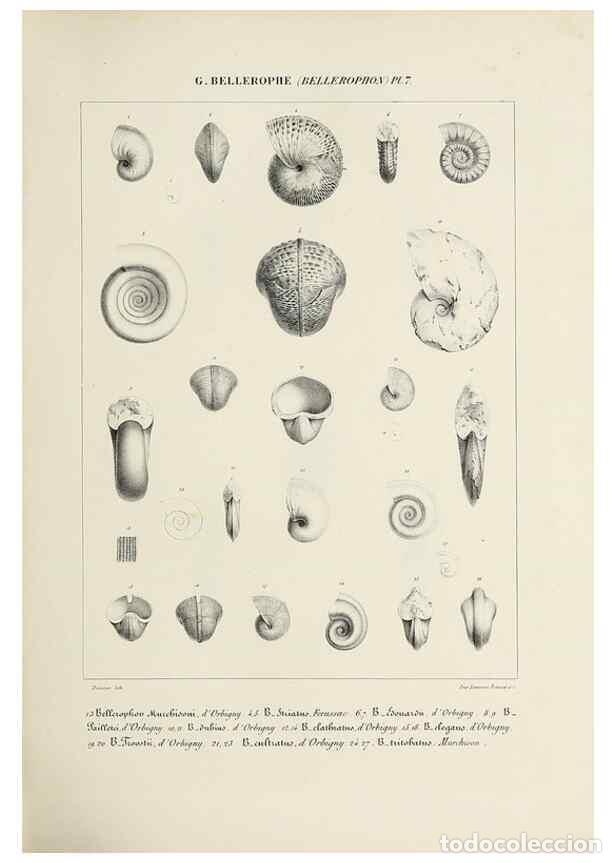 Collectionnisme de Revues et Journaux: Reproducci&oacute;n/Reproduction 49434919646: Histoire naturelle, g&eacute;n&eacute;rale et particuli&egrave;re des c&eacute;phalopodes
