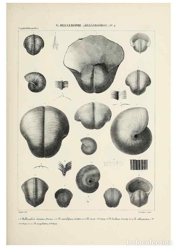 Collectionnisme de Revues et Journaux: Reproducci&oacute;n/Reproduction 49434445078: Histoire naturelle, g&eacute;n&eacute;rale et particuli&egrave;re des c&eacute;phalopodes