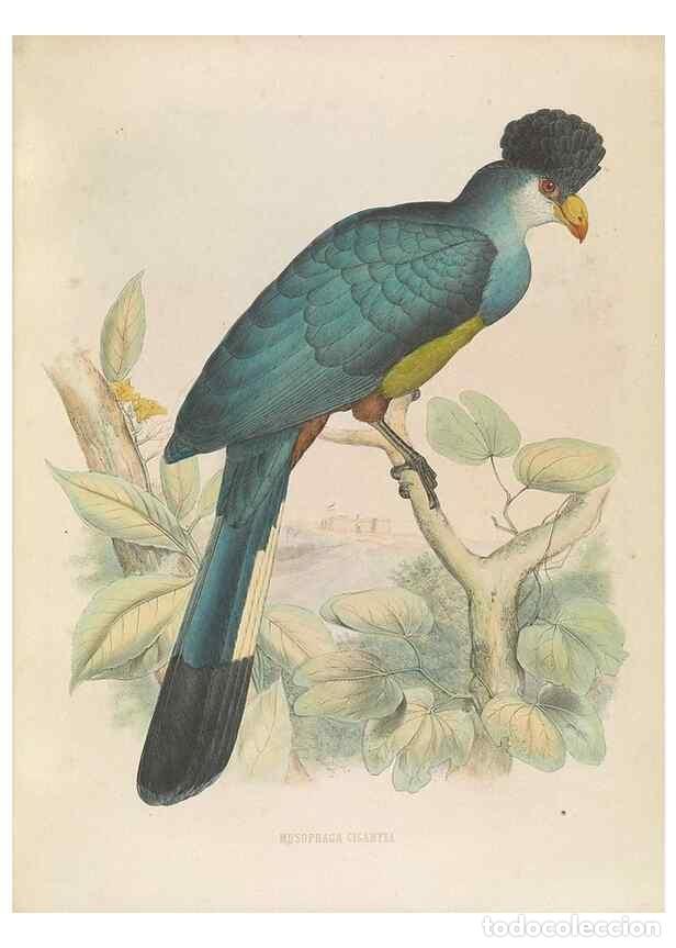 Coleccionismo de Revistas y Peri&oacute;dicos: Reproducci&oacute;n/Reproduction 49435917712: De toerako's, afgebeeld en beschreven door H. Schlegel onder