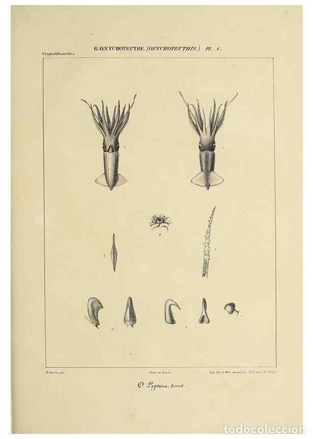 Coleccionismo de Revistas y Peri&oacute;dicos: Reproducci&oacute;n/Reproduction 49434473323: Histoire naturelle, g&eacute;n&eacute;rale et particuli&egrave;re des c&eacute;phalopodes