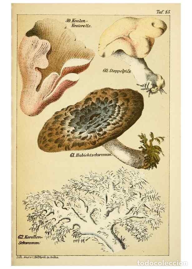 Coleccionismo de Revistas y Peri&oacute;dicos: Reproducci&oacute;n/Reproduction 49456268092: Prof. Dr. Harald O. Lenz' Ntzliche, schdliche und verdchtige