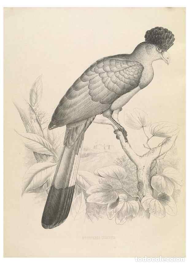 Coleccionismo de Revistas y Peri&oacute;dicos: Reproducci&oacute;n/Reproduction 49435917402: De toerako's, afgebeeld en beschreven door H. Schlegel onder