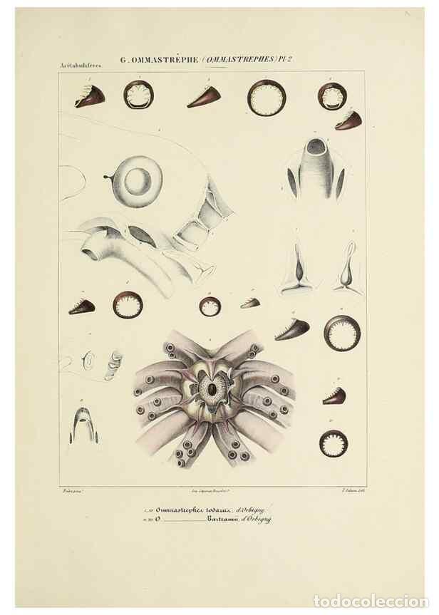 Coleccionismo de Revistas y Peri&oacute;dicos: Reproducci&oacute;n/Reproduction 49434476593: Histoire naturelle, g&eacute;n&eacute;rale et particuli&egrave;re des c&eacute;phalopodes
