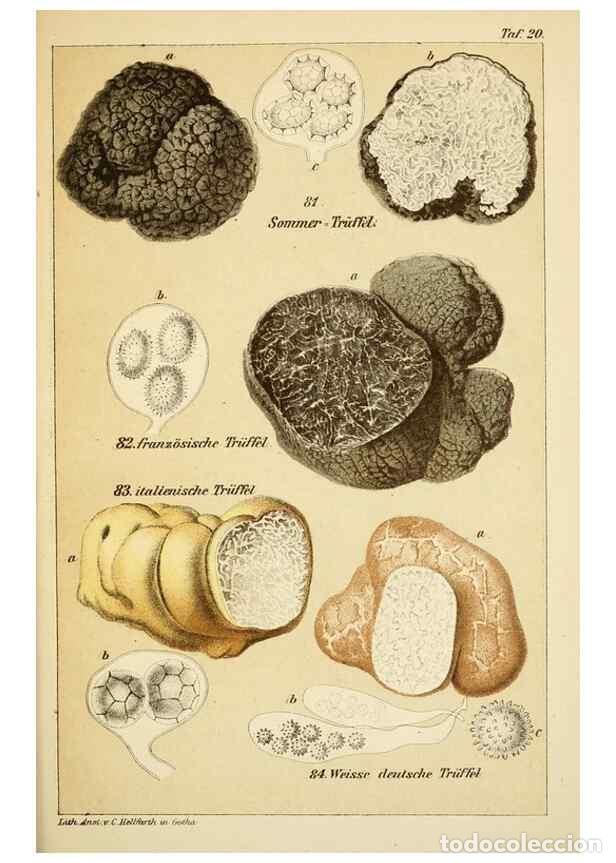 Coleccionismo de Revistas y Peri&oacute;dicos: Reproducci&oacute;n/Reproduction 49455567683: Prof. Dr. Harald O. Lenz' Ntzliche, schdliche und verdchtige