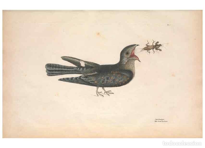 Coleccionismo de Revistas y Peri&oacute;dicos: Reproducci&oacute;n/Reproduction 49456854286: The natural history of Carolina, Florida, and the Bahama Isla