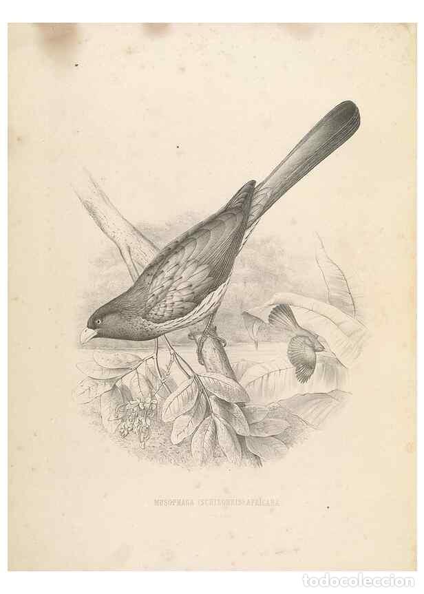 Coleccionismo de Revistas y Peri&oacute;dicos: Reproducci&oacute;n/Reproduction 49435919492: De toerako's, afgebeeld en beschreven door H. Schlegel onder