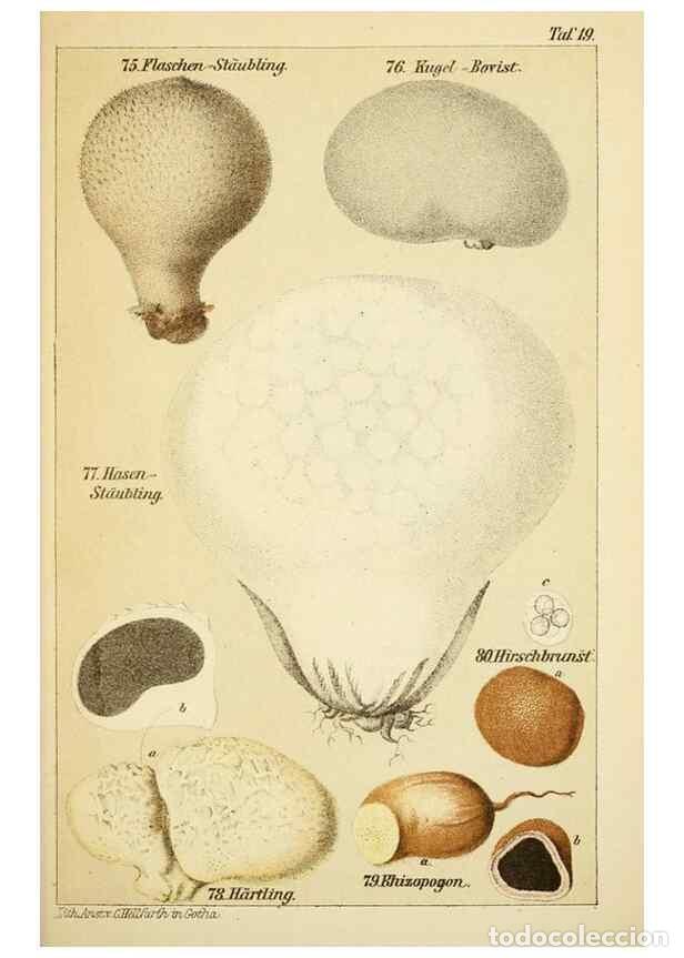 Coleccionismo de Revistas y Peri&oacute;dicos: Reproducci&oacute;n/Reproduction 49456041036: Prof. Dr. Harald O. Lenz' Ntzliche, schdliche und verdchtige