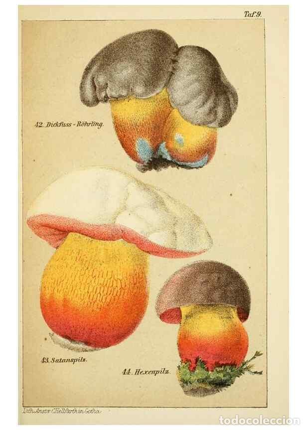 Coleccionismo de Revistas y Peri&oacute;dicos: Reproducci&oacute;n/Reproduction 49456037336: Prof. Dr. Harald O. Lenz' Ntzliche, schdliche und verdchtige