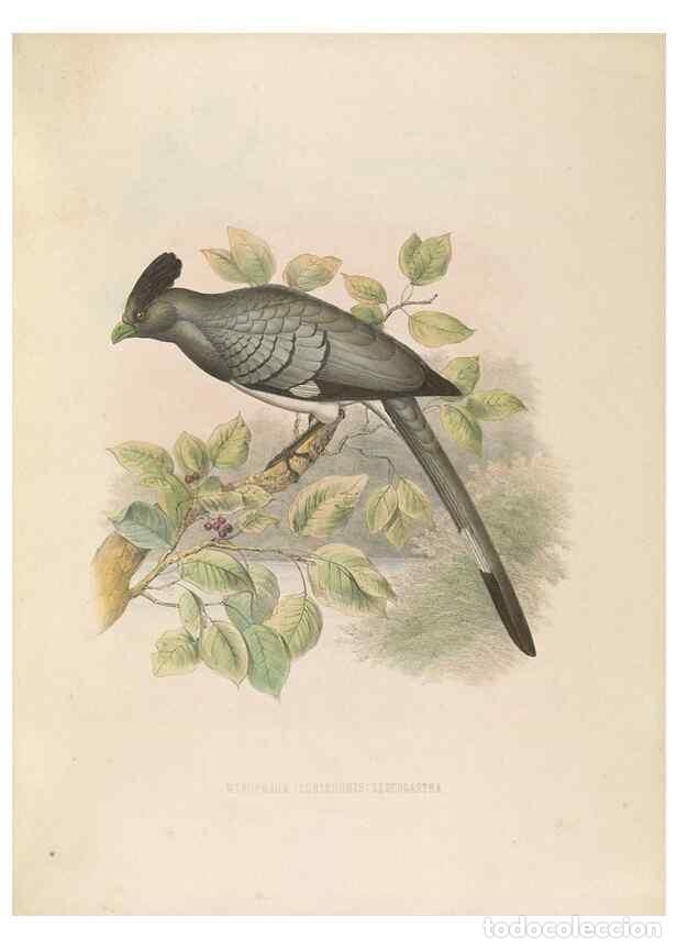 Coleccionismo de Revistas y Peri&oacute;dicos: Reproducci&oacute;n/Reproduction 49435919202: De toerako's, afgebeeld en beschreven door H. Schlegel onder